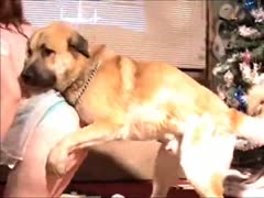 Brown and black dog threesome dog sex with owner